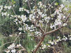 -绵阳盛世樱花悠乐谷