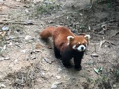 -深圳野生动物园