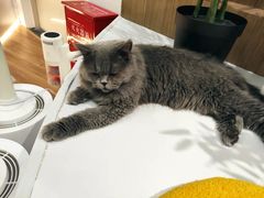 -COLOR PETS 撸猫馆·购猫·猫咖(长风大悦城店)