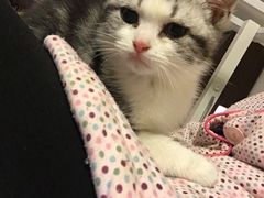 -Bastet sally猫舍购宠(静安店)