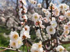 -梅花山(明孝陵内)