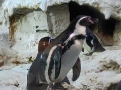 -帝企鹅自助餐厅•儿童岛•真企鹅(长隆企鹅酒店)