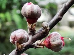 -广州市白云山风景名胜区