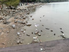 -深圳湾公园(南山区)