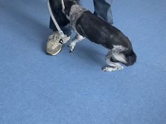 -博特宠物医院24h犬猫全科.骨科·异宠
