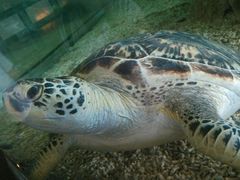 -东莞常平逸豪国际大酒店