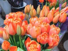 -双季花艺园艺市场(浦东店)
