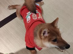 -逗柴咖啡屋·狗咖猫咖宠物桌游