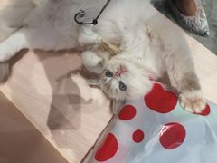 -瞄一喵猫咖(格力海岸店)