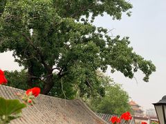 -Sirena海妖日咖夜酒