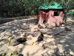 -青藏高原野生动物园