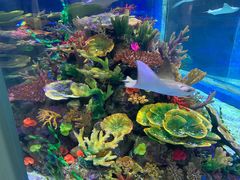 -成都浩海立方海洋公园