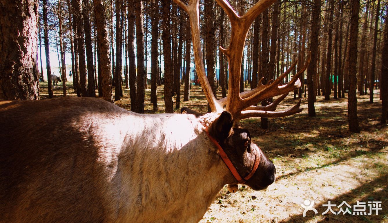 自驾内蒙乌兰布统 只有感悟的旅行🧳