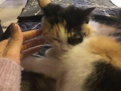 -平行世界·猫咖(首经贸店)