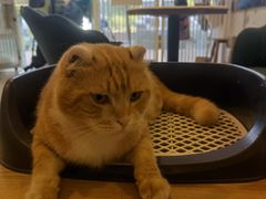 -平行世界·猫咖(首经贸店)