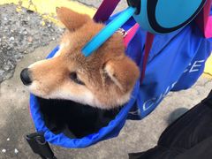 -爱侣宠医·鹦鹉专科·小型哺乳类·异宠专科(灵石路店)