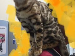 -瑞派·关忠动物医院·异宠专科·犬猫肿瘤·皮肤专科(望京店)