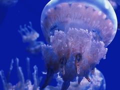 -西雅图水族馆