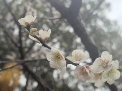 -无锡梅园公园