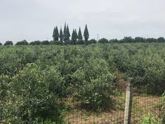 -金谷域澳洲庄园