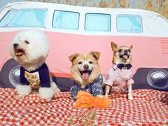 -超宠爱宠物摄影-Super pet