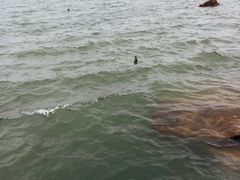 -海驴岛(荣成市)