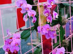 -海心沙亚运公园