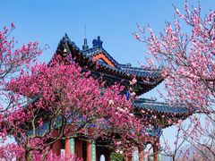 -梅花山(明孝陵内)