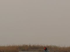 -宁波杭州湾国家湿地公园