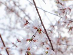 -桃花堤公园