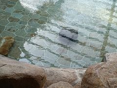 -观唐（国际）度假村温泉