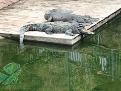 -深圳野生动物园