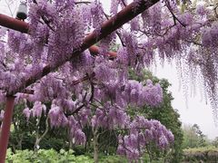 -嘉定紫藤园