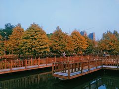 -五缘湾湿地公园