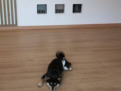 -南京Hallo宠物乐园·哈罗犬舍·柴犬繁育基地