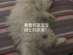 -瑞派雷欧宠物医院·24h夜诊·心脏骨科牙科·全科重症转诊中心(无影山店)