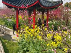 -南汇桃花村