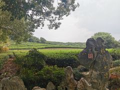 -中国茶叶博物馆(双峰馆区)
