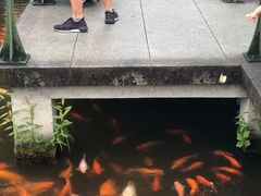 -西湖外事游船(花港观鱼码头)