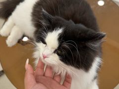 -共舞时光猫咖·狗咖(新街口店)