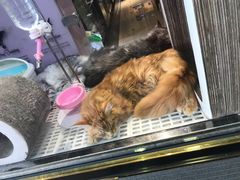 -翠华餐厅
