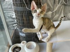 -翊宠yipet猫狗购宠庄园犬舍•猫舍