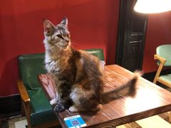 -猫色咖啡·猫咖