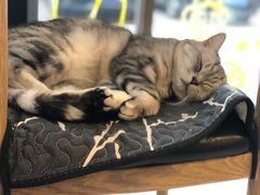 -平行世界·猫咖(首经贸店)