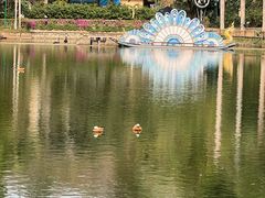 -西双版纳原始森林公园