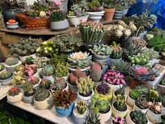 -双季花艺园艺市场(浦东店)