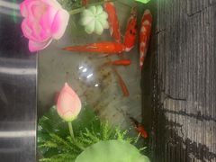 -洞庭家宴·头牌甲鱼(广渠门店)