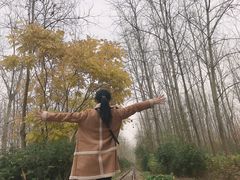 -合肥滨湖国家森林公园