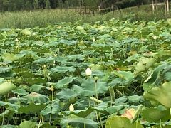 -四里河滨水生态公园