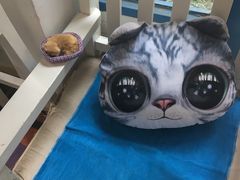 -Anne猫窝咖啡屋